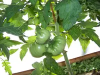 14.07.12 German Gold.webp