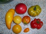 Tomaten 2011.JPG