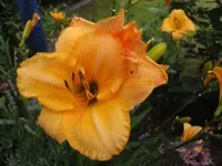 002.webp