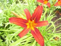 006.webp