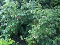 HPIM7895.webp