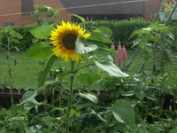 HPIM7900.webp