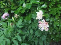 HPIM7884.webp