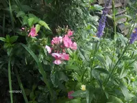 HPIM7883.webp