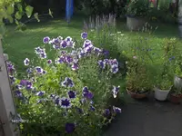HPIM7873.webp
