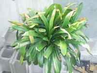 DSCN0562.webp