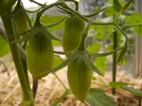 Tomaten 051.webp
