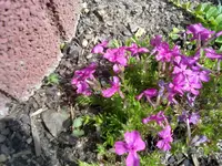teppichphlox rosa.webp
