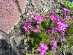 teppichphlox rosa.jpg