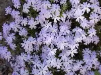 teppichphlox zart lila NEU.webp