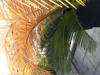 Palme_2.webp