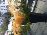 Palme_3.webp