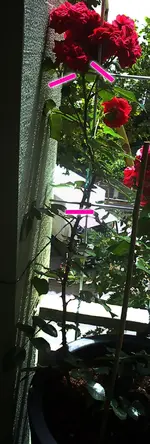 xxxDSC00638.webp