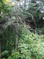Trauerweide.webp