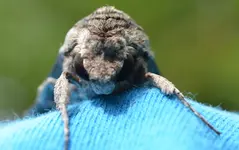 Nachtfalter3.webp