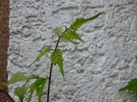 P1010829.webp