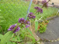 P1010832.webp