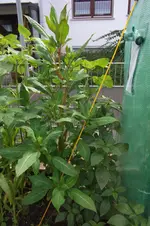 DSCF3259.webp