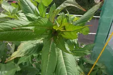 DSCF3260.webp