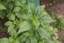 DSCF3262.webp