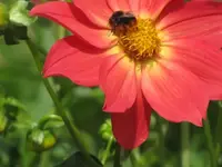 109.webp