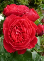 Leonardo da Vinci red c.webp
