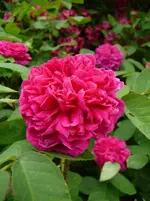 Rose de Resht.webp