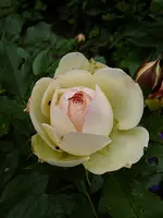 Rose Artemis c.webp
