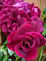 Burgundy Iceberg a.webp