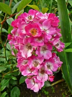 Rose Mozart b.webp