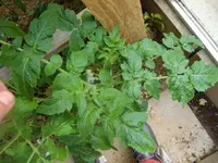 CIMG3168.webp