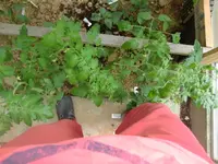 CIMG3169.webp