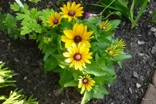 P1080350.webp