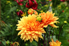 Dahlie gelb-orange_smaller.webp