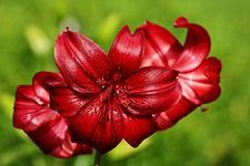 Lilie Americana_smaller.webp