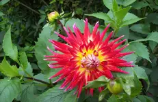 Dahlie.webp