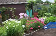 Phlox.webp