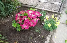 Hortensie.webp