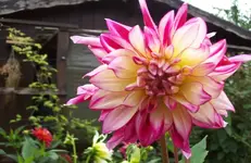 Dahlie 2.webp