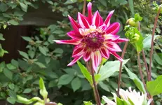 Dahlie 4.webp