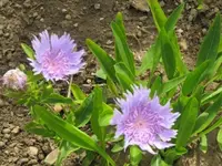 112.webp