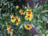 IMG_0059.webp