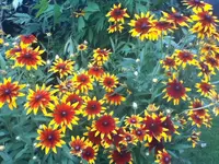 IMG_2677.webp