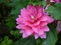 Petra.Juli 3 2012 027.webp