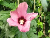 009.webp