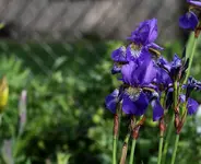 Compressed_1209.webp