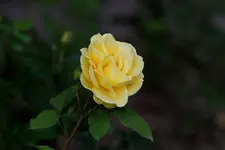 Compressed_1253.webp