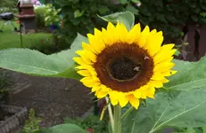 Sonnenblume.webp