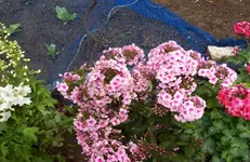 Phlox 4.webp