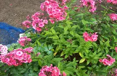 Phlox 3.webp
